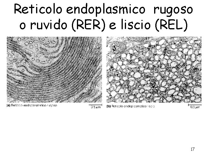 Reticolo endoplasmico rugoso o ruvido (RER) e liscio (REL) 17 