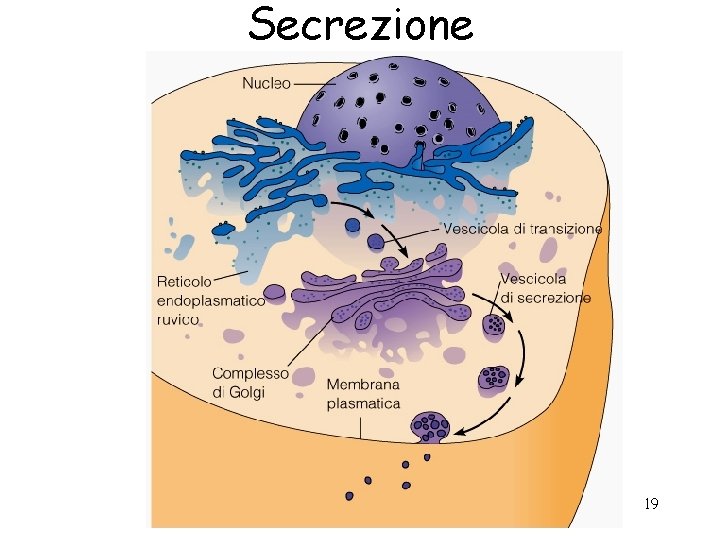 Secrezione 19 