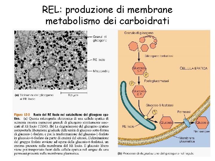REL: produzione di membrane metabolismo dei carboidrati 20 