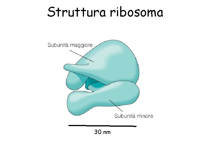 Struttura ribosoma 30 nm 
