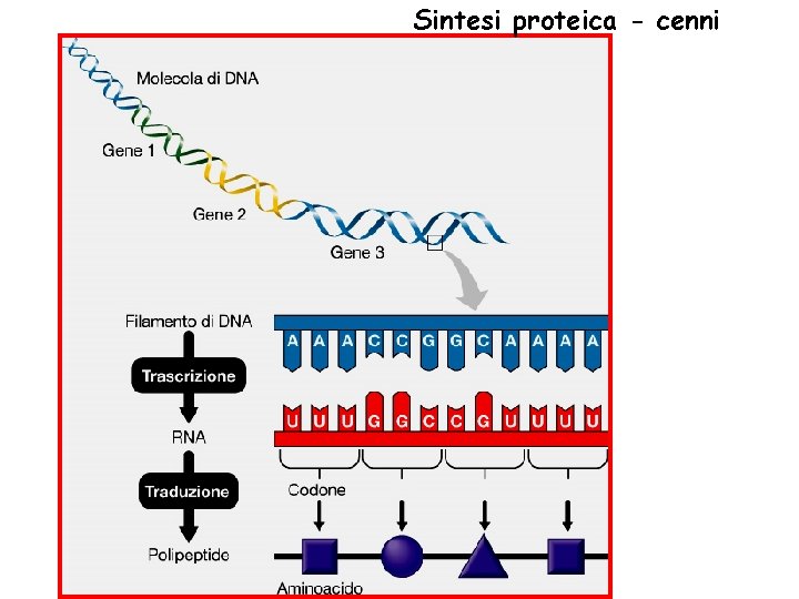 Sintesi proteica - cenni 