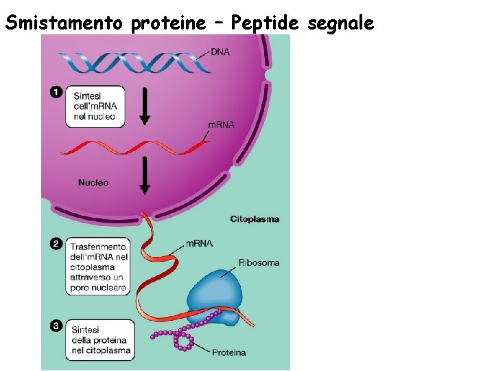 Smistamento proteine – Peptide segnale 