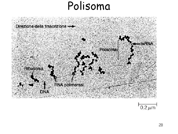 Polisoma 28 