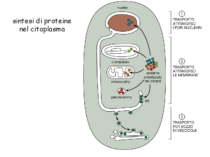sintesi di proteine nel citoplasma 