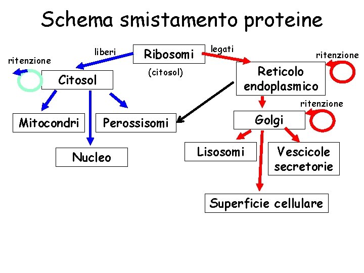 Schema smistamento proteine liberi ritenzione Ribosomi (citosol) Citosol legati ritenzione Reticolo endoplasmico ritenzione Mitocondri