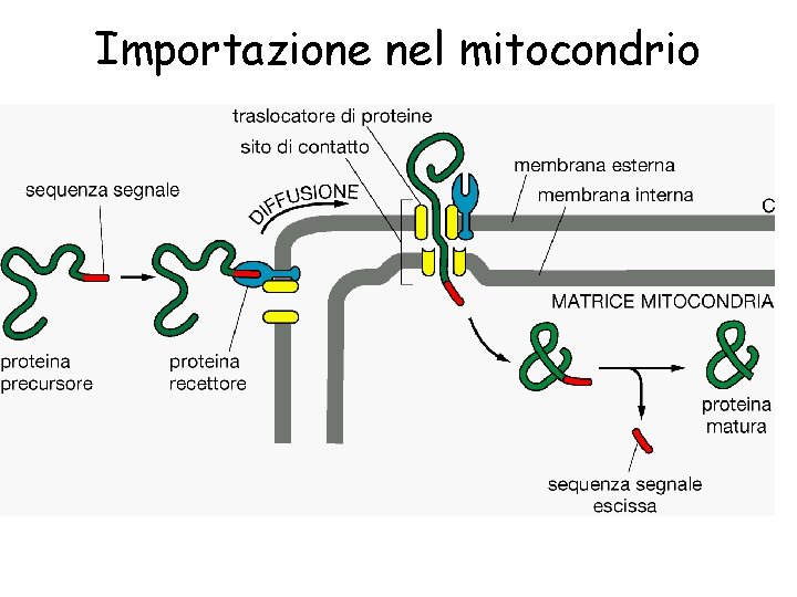 Importazione nel mitocondrio 