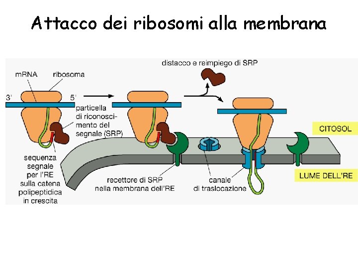 Attacco dei ribosomi alla membrana 