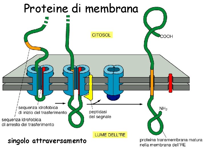 Proteine di membrana singolo attraversamento 
