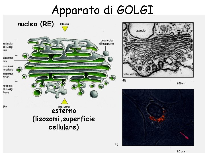 Apparato di GOLGI nucleo (RE) esterno (lisosomi, superficie cellulare) 