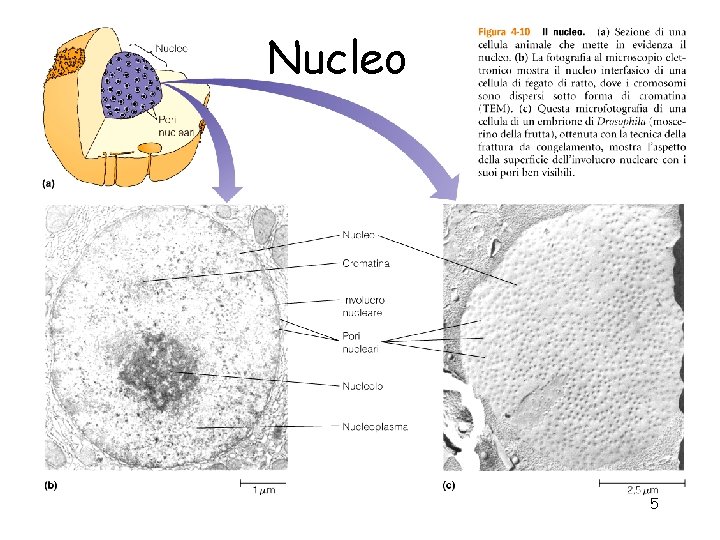 Nucleo 5 