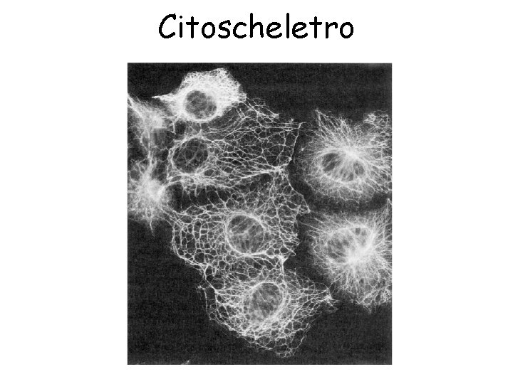 Citoscheletro 