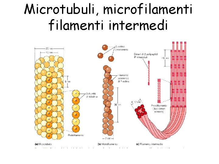 Microtubuli, microfilamenti intermedi 