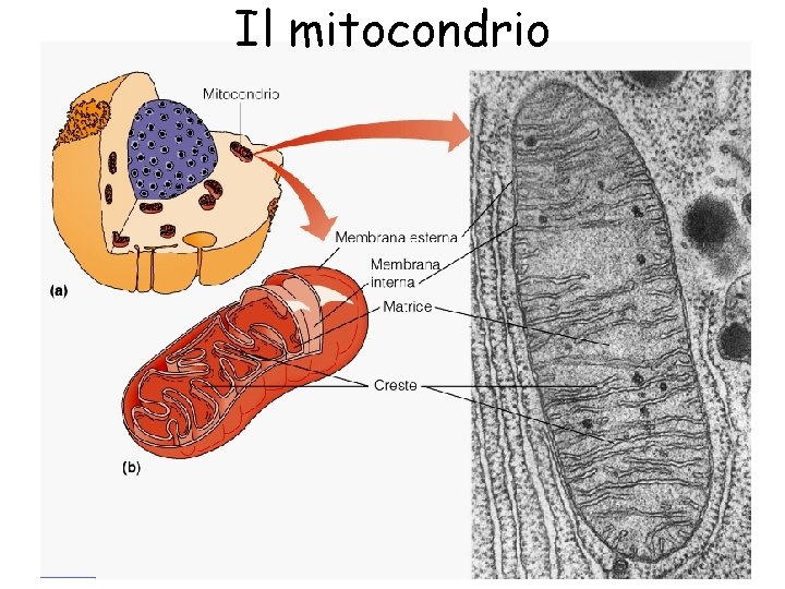 Il mitocondrio 8 