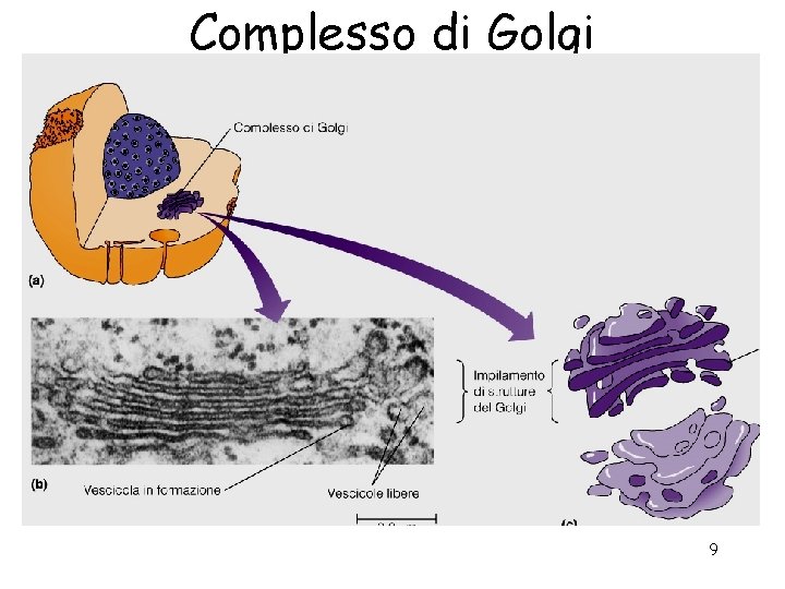 Complesso di Golgi 9 