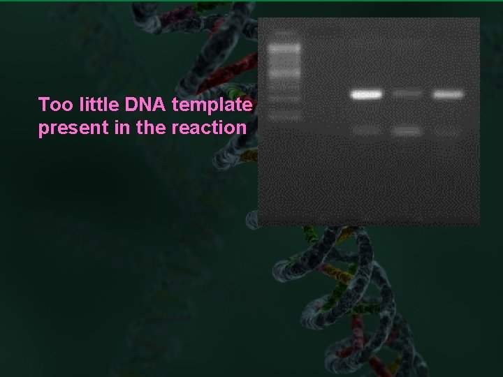 Too little DNA template is present in the reaction 