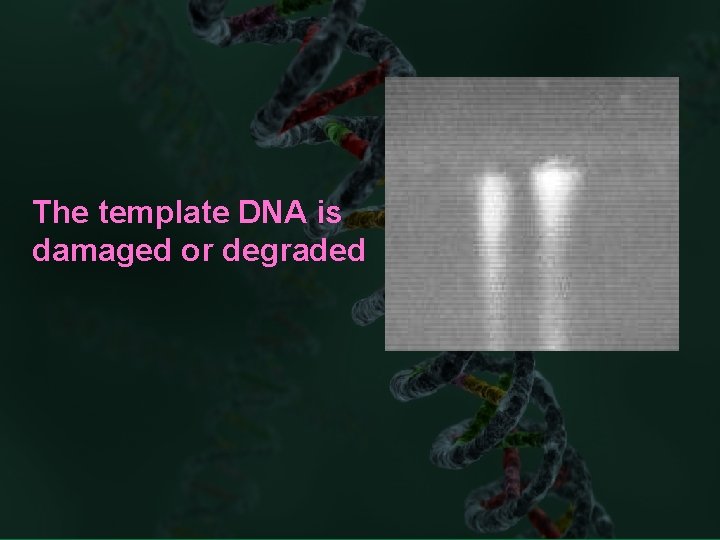 The template DNA is damaged or degraded 