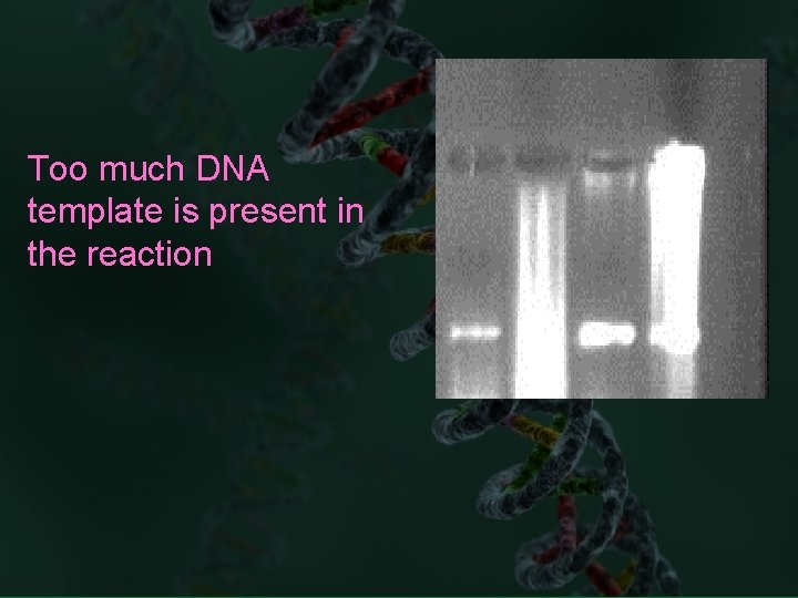 Too much DNA template is present in the reaction 