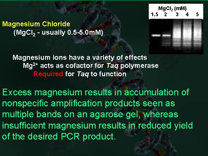 Mg. Cl 2 (m. M) 1. 5 2 3 4 Magnesium Chloride (Mg. Cl