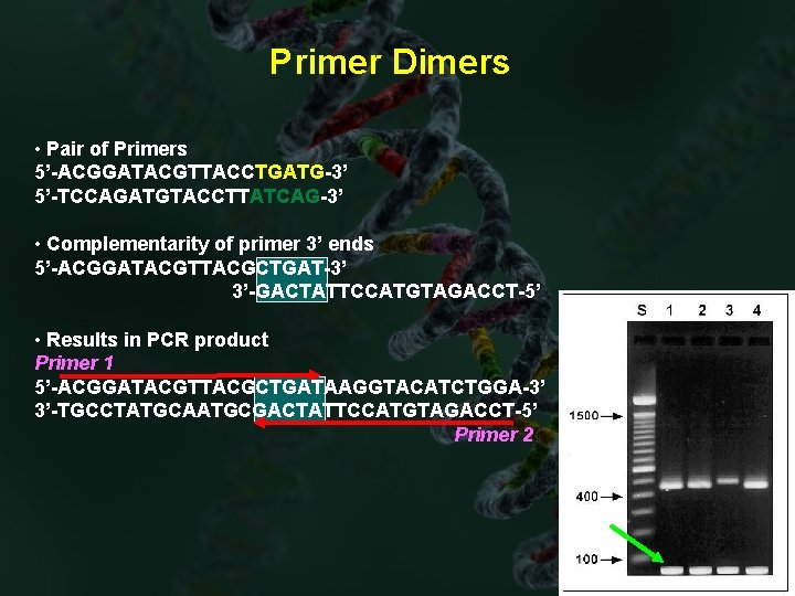 Primer Dimers • Pair of Primers 5’-ACGGATACGTTACCTGATG-3’ 5’-TCCAGATGTACCTTATCAG-3’ • Complementarity of primer 3’ ends