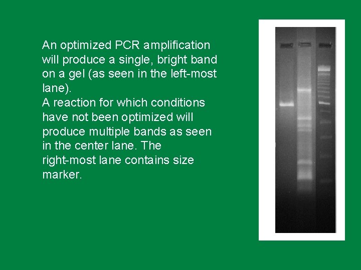 An optimized PCR amplification will produce a single, bright band on a gel (as
