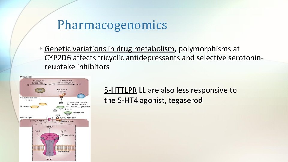 Pharmacogenomics • Genetic variations in drug metabolism, polymorphisms at CYP 2 D 6 affects