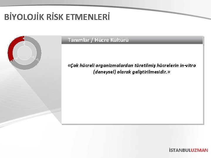 BİYOLOJİK RİSK ETMENLERİ Tanımlar / Hücre Kültürü «Çok hücreli organizmalardan türetilmiş hücrelerin in-vitro (deneysel)