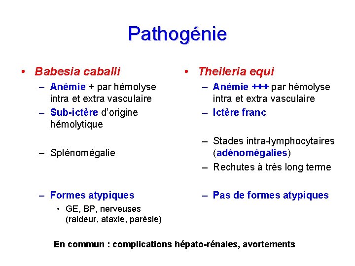 Pathogénie • Babesia caballi – Anémie + par hémolyse intra et extra vasculaire –