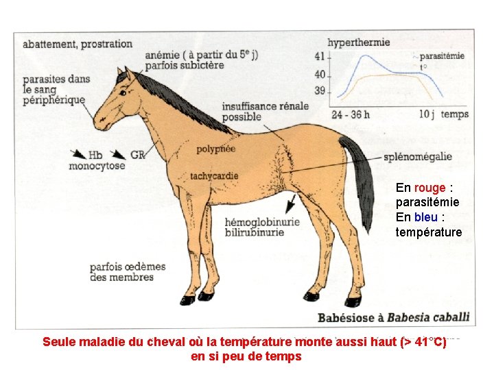 En rouge : parasitémie En bleu : température Seule maladie du cheval où la