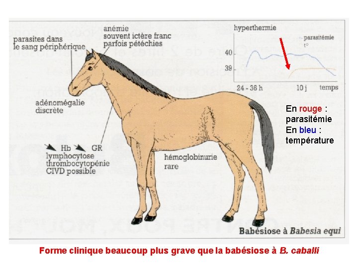 En rouge : parasitémie En bleu : température Forme clinique beaucoup plus grave que