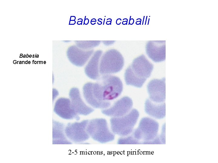 Babesia caballi Babesia Grande forme 2 -5 microns, aspect piriforme 