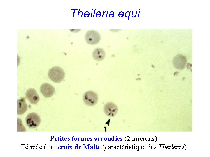 Theileria equi Petites formes arrondies (2 microns) Tétrade (1) : croix de Malte (caractéristique