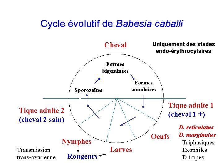 Cycle évolutif de Babesia caballi Cheval Uniquement des stades endo-érythrocytaires Formes bigéminées Sporozoïtes Formes