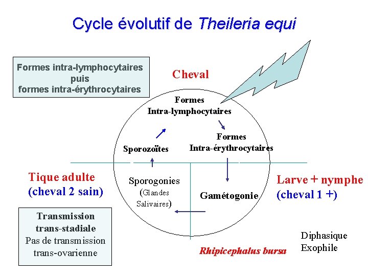 Cycle évolutif de Theileria equi Formes intra-lymphocytaires puis formes intra-érythrocytaires Cheval Formes Intra-lymphocytaires Sporozoïtes