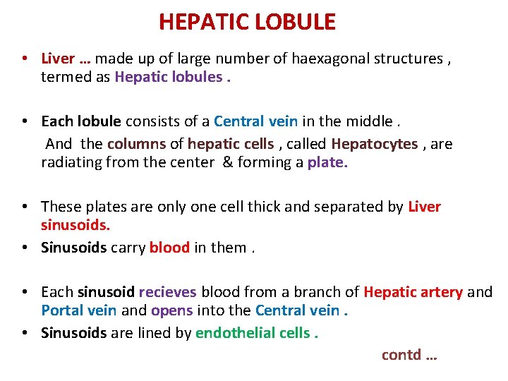 HEPATIC LOBULE • Liver … made up of large number of haexagonal structures ,