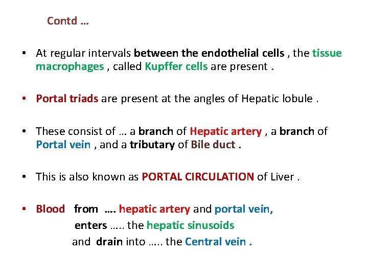  Contd … • At regular intervals between the endothelial cells , the tissue