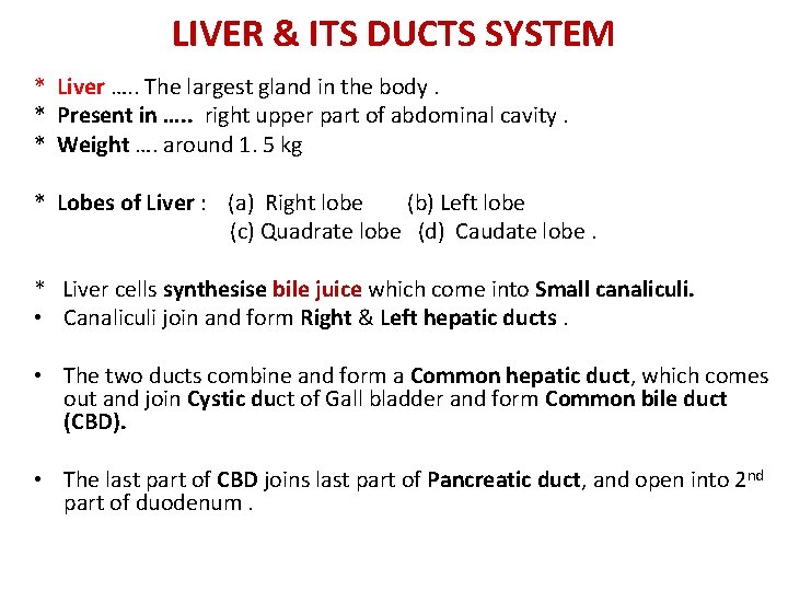 LIVER & ITS DUCTS SYSTEM * Liver …. . The largest gland in the