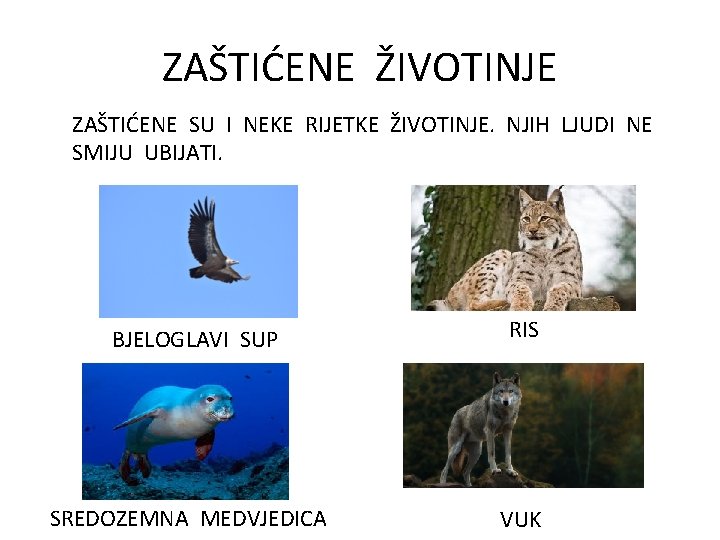 ZAŠTIĆENE ŽIVOTINJE ZAŠTIĆENE SU I NEKE RIJETKE ŽIVOTINJE. NJIH LJUDI NE SMIJU UBIJATI. BJELOGLAVI