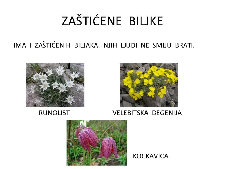 ZAŠTIĆENE BILJKE IMA I ZAŠTIĆENIH BILJAKA. NJIH LJUDI NE SMIJU BRATI. RUNOLIST VELEBITSKA DEGENIJA