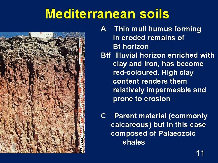 Mediterranean soils A Thin mull humus forming in eroded remains of Bt horizon Btf