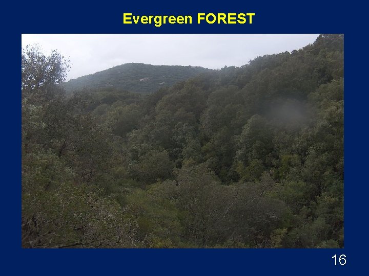 Evergreen FOREST 16 