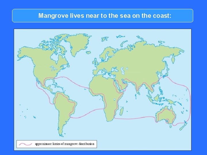 Mangrove lives near to the sea on the coast: 