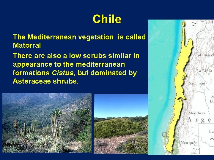 Chile The Mediterranean vegetation is called Matorral There also a low scrubs similar in