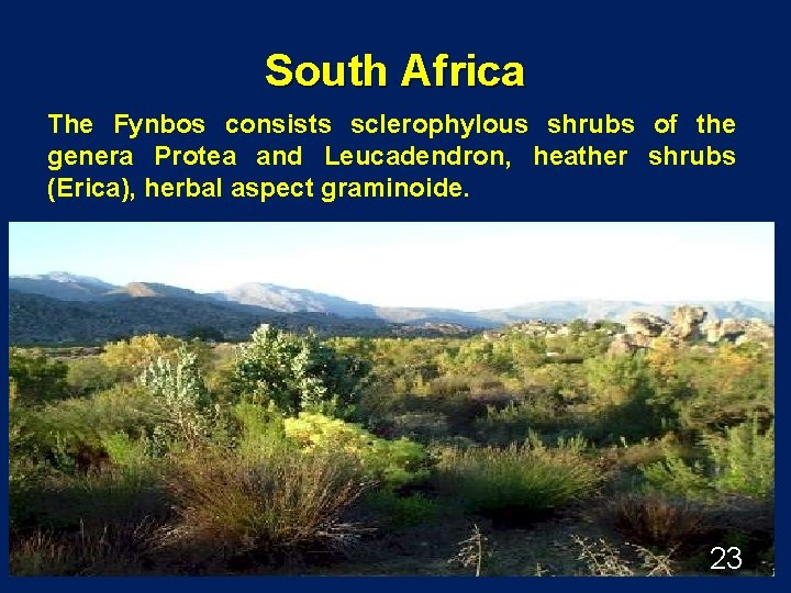 South Africa The Fynbos consists sclerophylous shrubs of the genera Protea and Leucadendron, heather