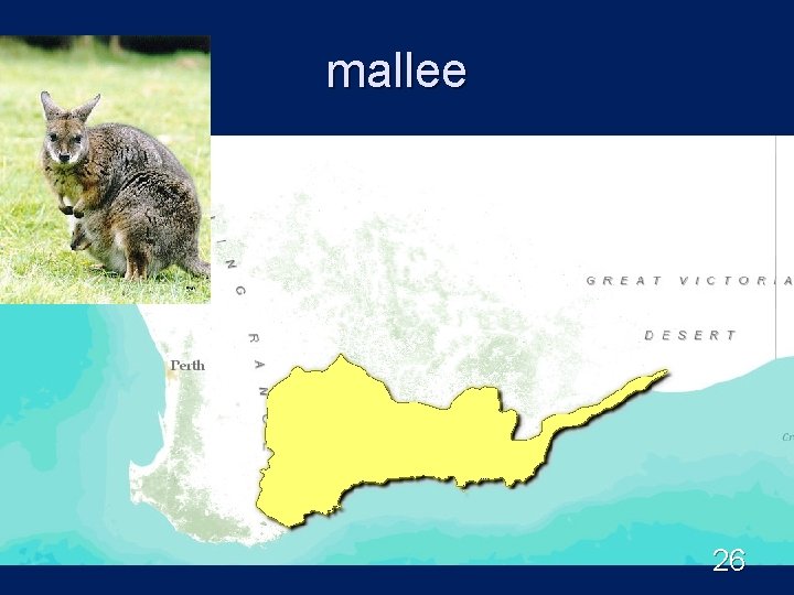 mallee 26 