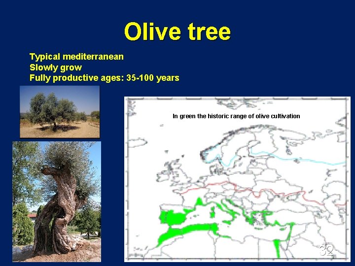 Olive tree Typical mediterranean Slowly grow Fully productive ages: 35 -100 years In green