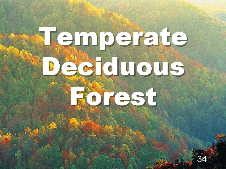 Temperate Deciduous Forest 34 