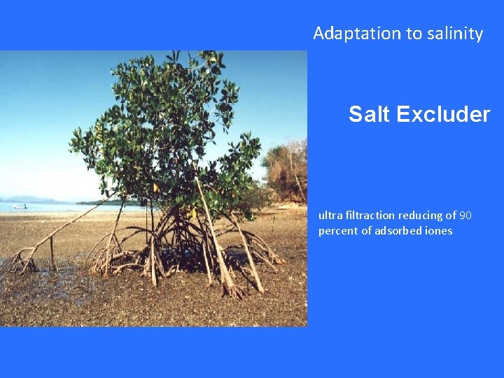 Adaptation to salinity Salt Excluder ultra filtraction reducing of 90 percent of adsorbed iones