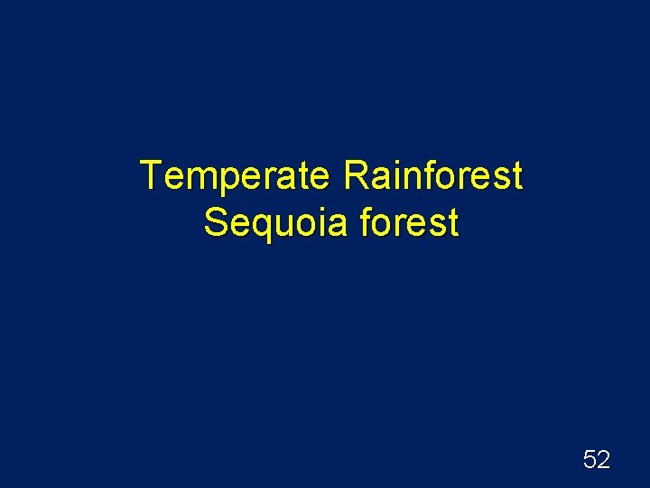 Temperate Rainforest Sequoia forest 52 