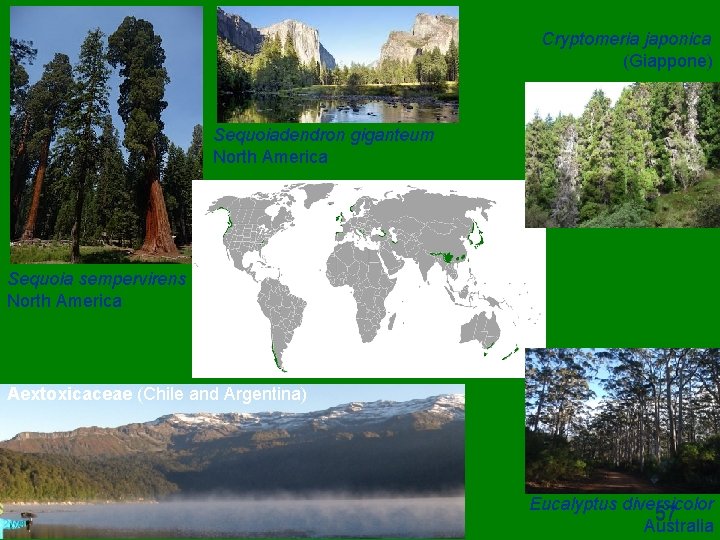Cryptomeria japonica (Giappone) Sequoiadendron giganteum North America Sequoia sempervirens North America Aextoxicaceae (Chile and
