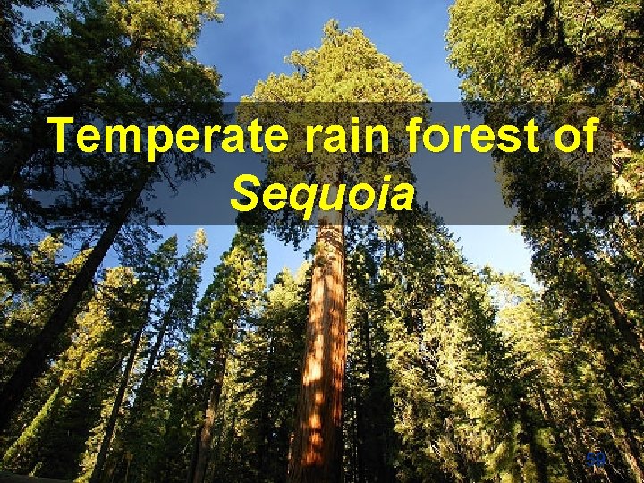 Temperate rain forest of Sequoia 59 